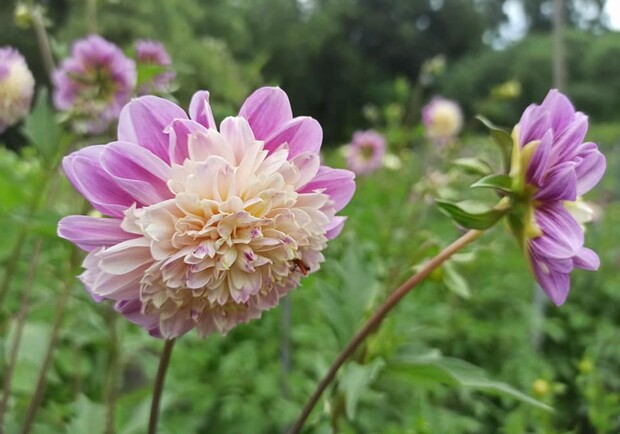 Жоржиновий рай. Екскурсія.