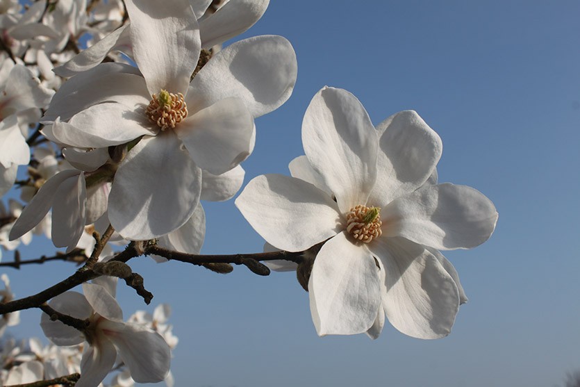 Магнолії у Парку Франка у Львові.