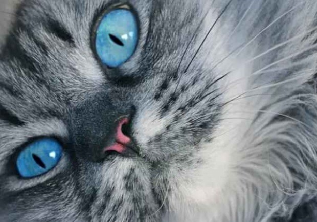 Міжнародна виставка котів.