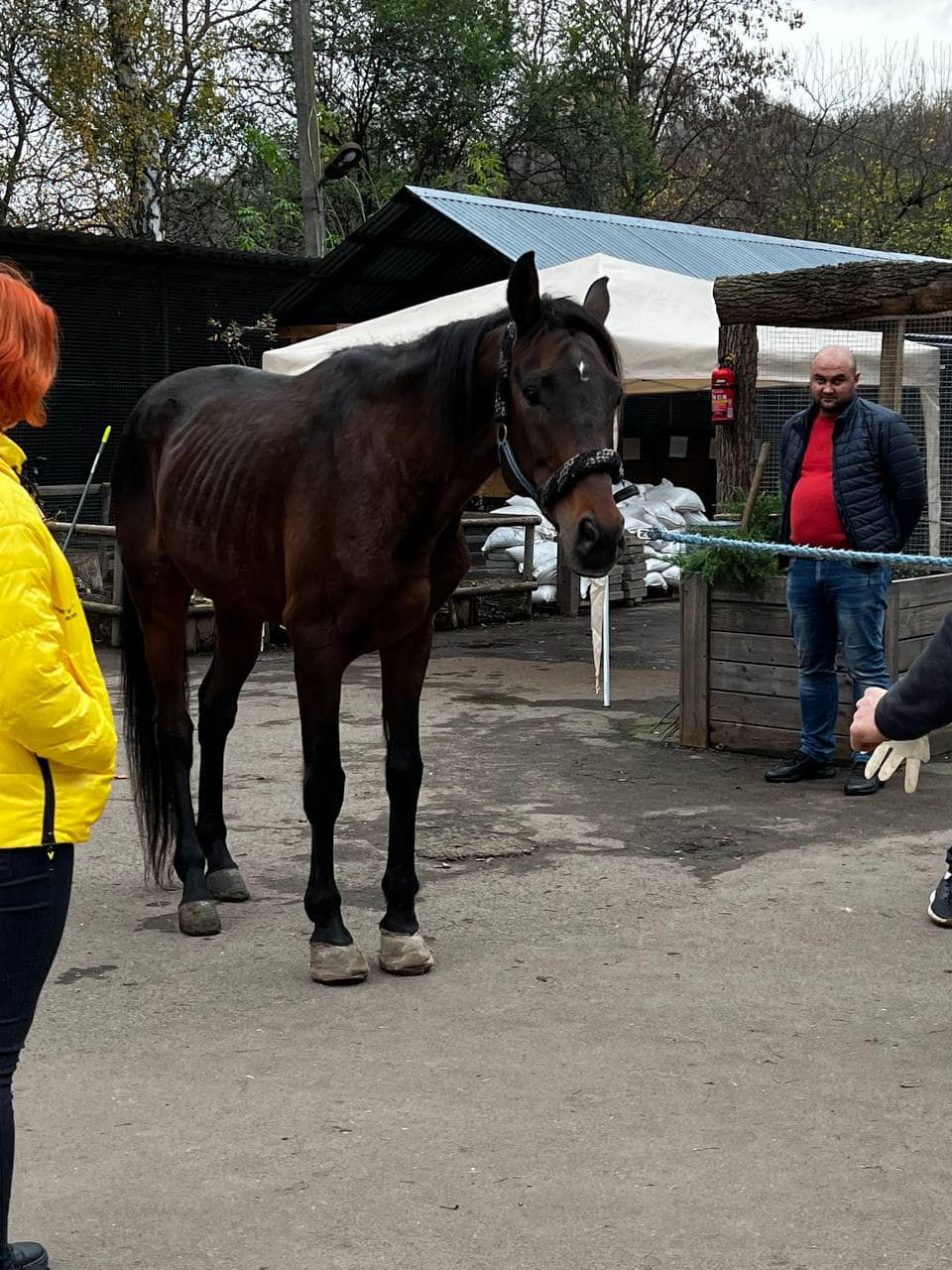У Домівці врятованих тварин оселився кінь із Краматорська.