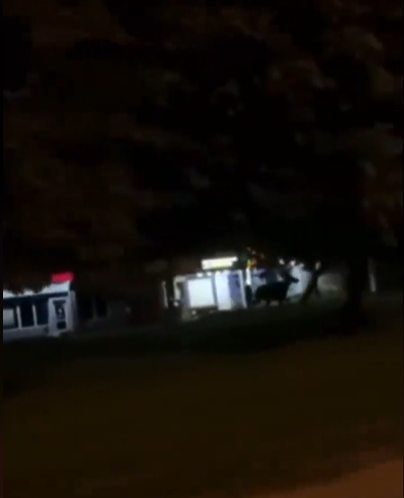 Не білочка: на вулицях Львова помітили лося. Скріншот із відео.  