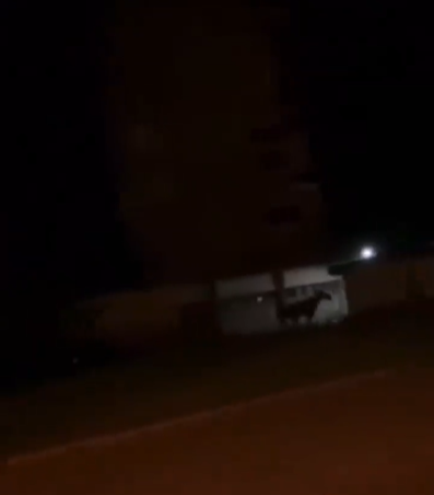 На Левандівці траплялося різне, але такого ще не бачили... Скріншот із відео.  