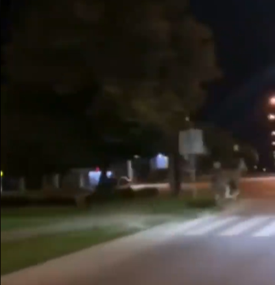 Левандівські лосі, на відміну від людей, дорогу перебігають на пішоходному переході. Скріншот із відео. 