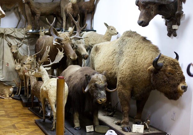 Екскурсія в зоологічний музей.