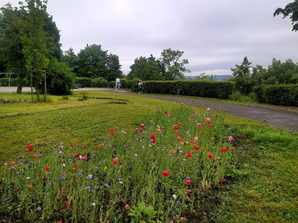 Біля Високого Замку у Львові зацвіла перша експериментальна галявина.