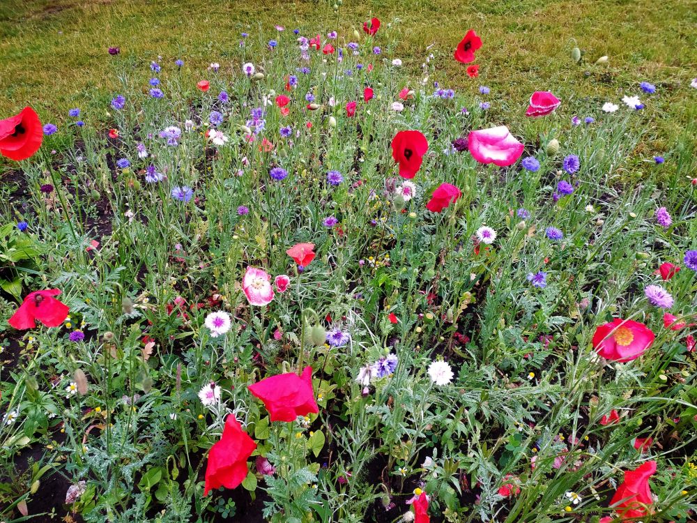 Біля Високого Замку у Львові зацвіла перша експериментальна галявина.