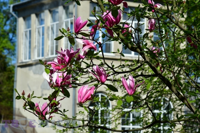 Магнолії у ботсаду у Львові.