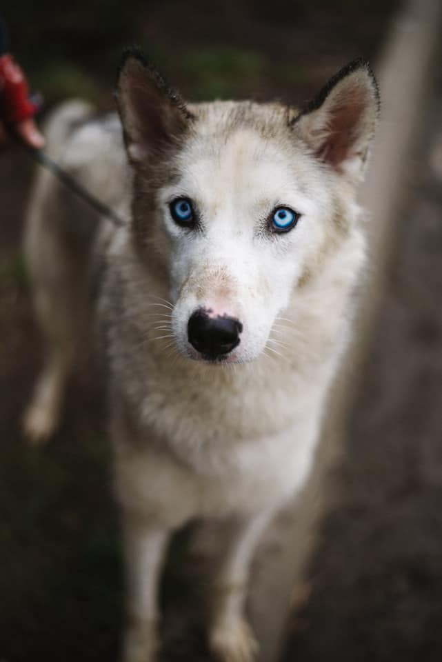 Блакитноока хаскі Аманта з львівського центру адопції чекає на "всиновлення".
