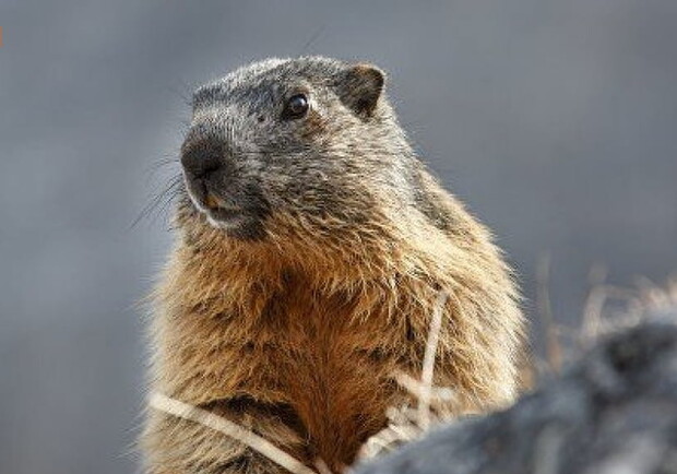 На Стрітення львівські бабаки роблять прогноз погоди на весну.