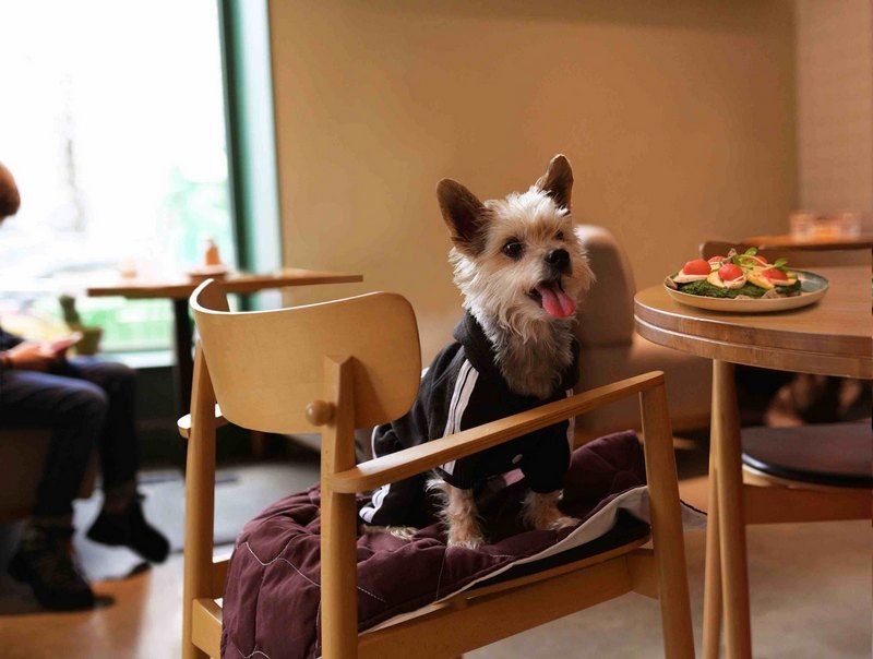 Львівська піцерія запустила меню для собак. 