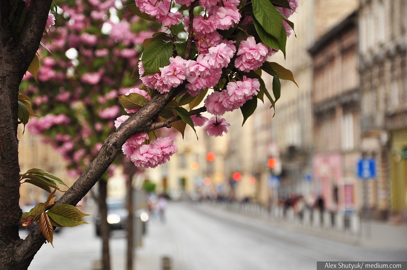 Сакура на Городоцькій у Львові.