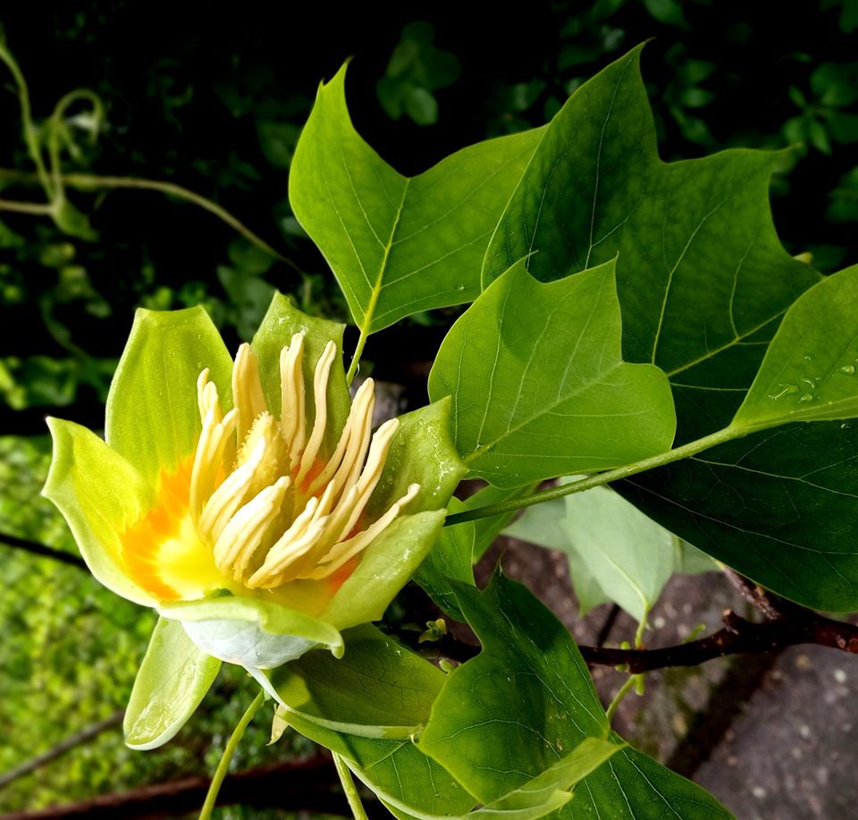 У Львові зацвіло тюльпанове дерево. Фото: Ботанічний сад ЛНУ ім.І.Франка.