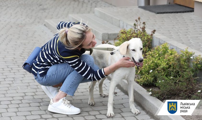 Візьми собаку на роботу: у Львові стартував щорічний флешмоб.