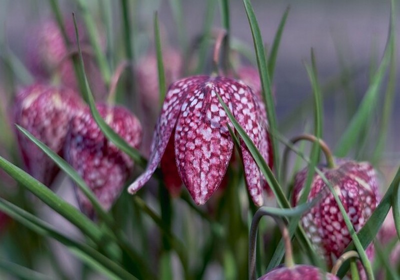 Рябчик шаховий.