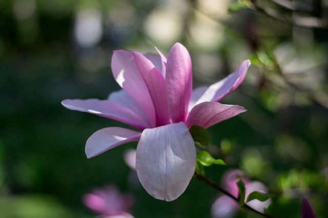 Магнолії у Музеї народної архітектури і побуту імені Климентія Шептицького у Львові.