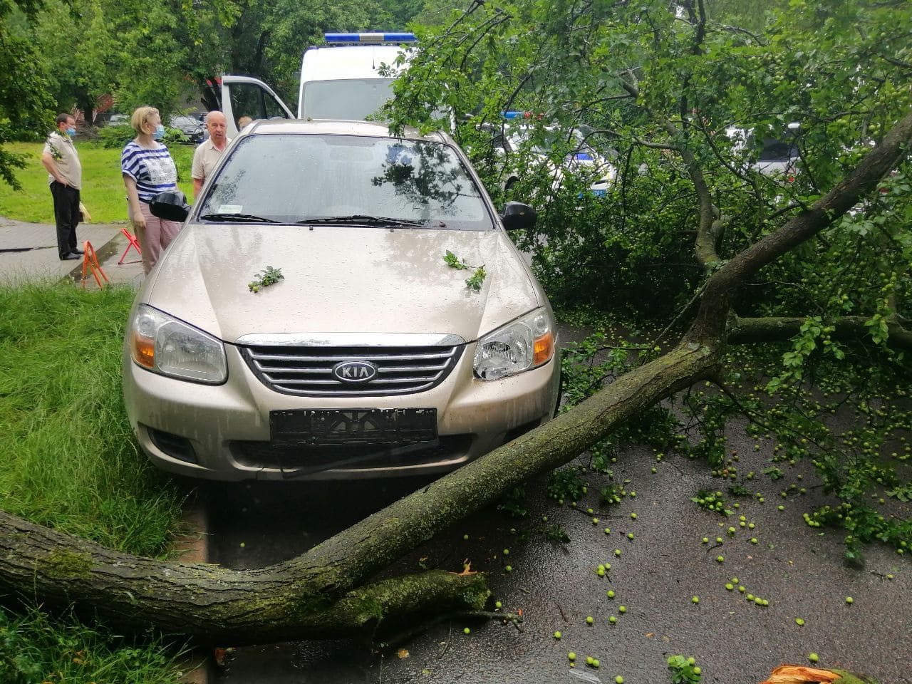 Не в тому місці, не в той час: на львів’янку впало дерево. Фото: Патрульна поліція Львівщини.