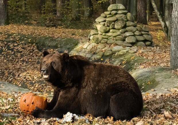 Гарбузові вихідні у Домажирі.