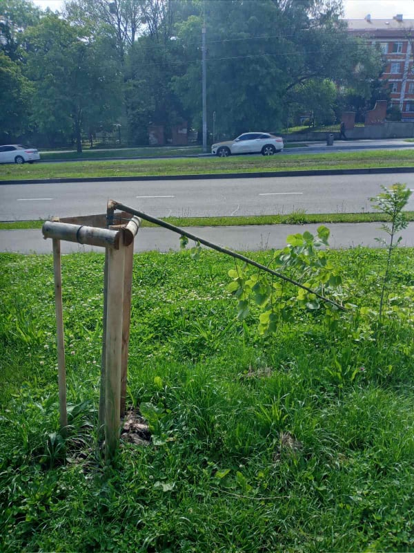 На Княгині Ольги зламали 8 лип. Фото: ЛМР