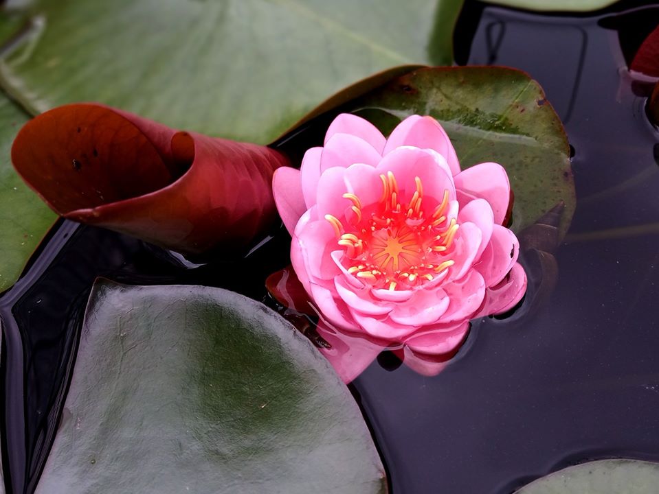 У Львівському ботанічному саду розквітли водяні маки. Фото ботанічного саду