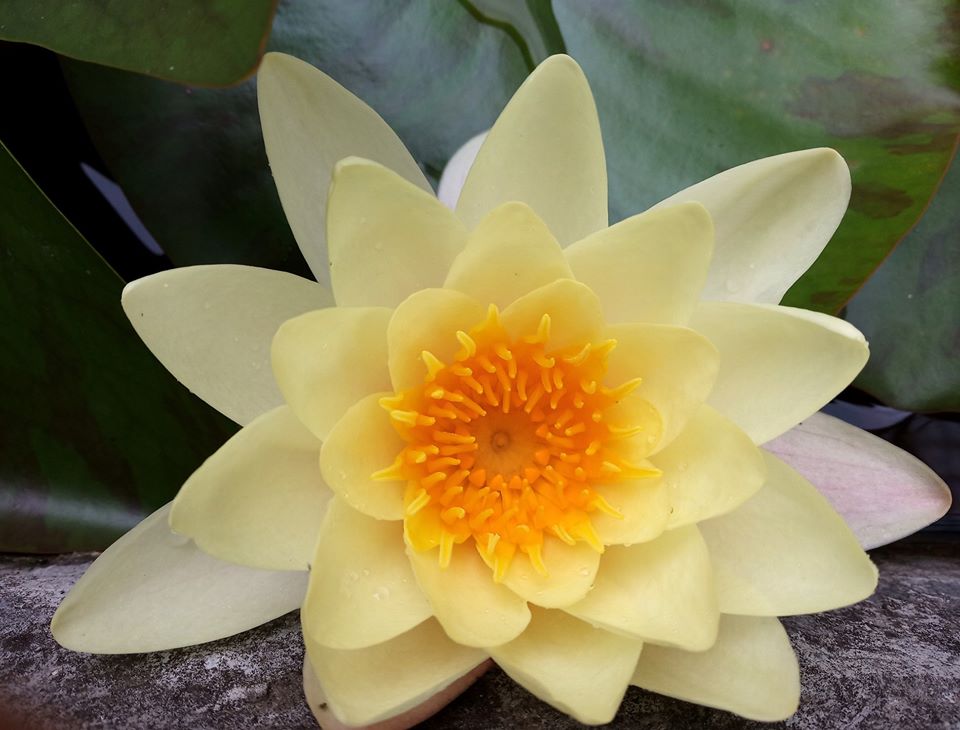 У Львівському ботанічному саду триває сезон цвітіння лілій. Фото ботанічного саду