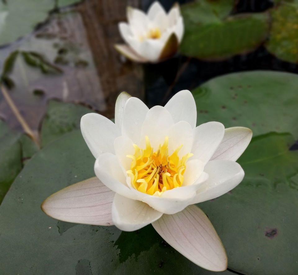 У Львівському ботанічному саду розквітли водяні лілії. Фото ботанічного саду