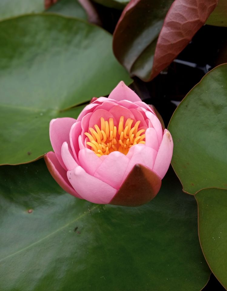 У Львівському ботанічному саду триває сезон цвітіння. Фото ботанічного саду