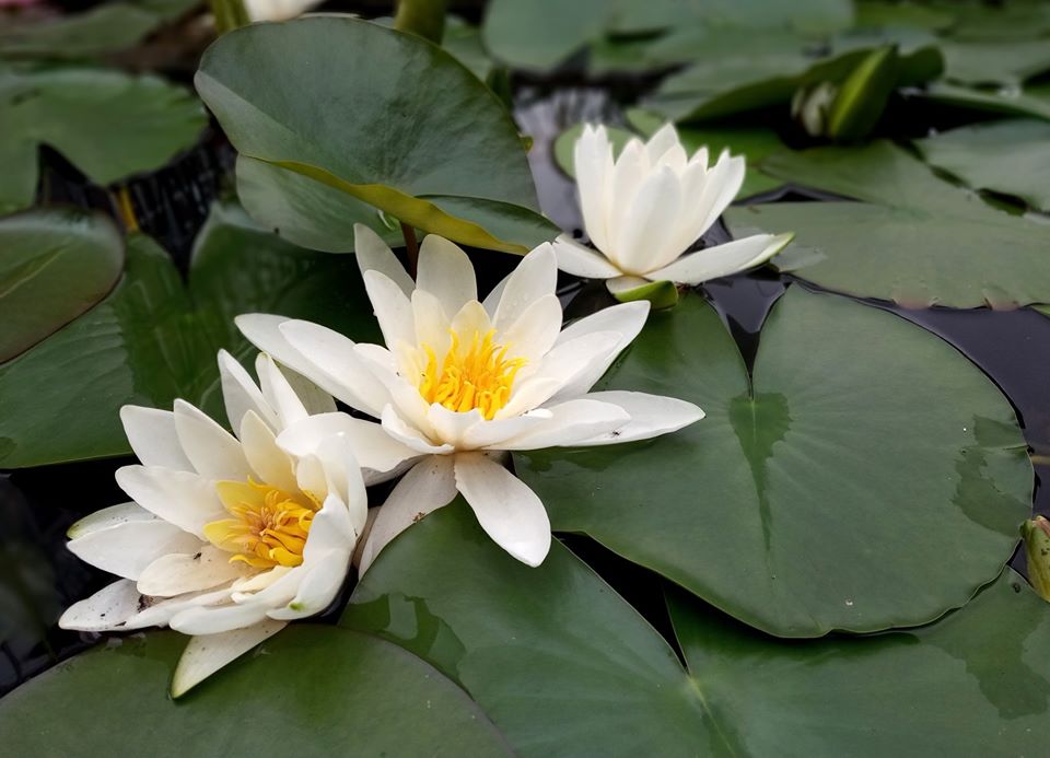 У ботсаду розквітли лілії. Фото ботанічного саду