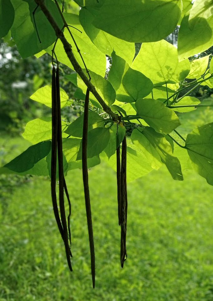 У Львові розцвіли індіанські бобові дерева. Фото ботсаду