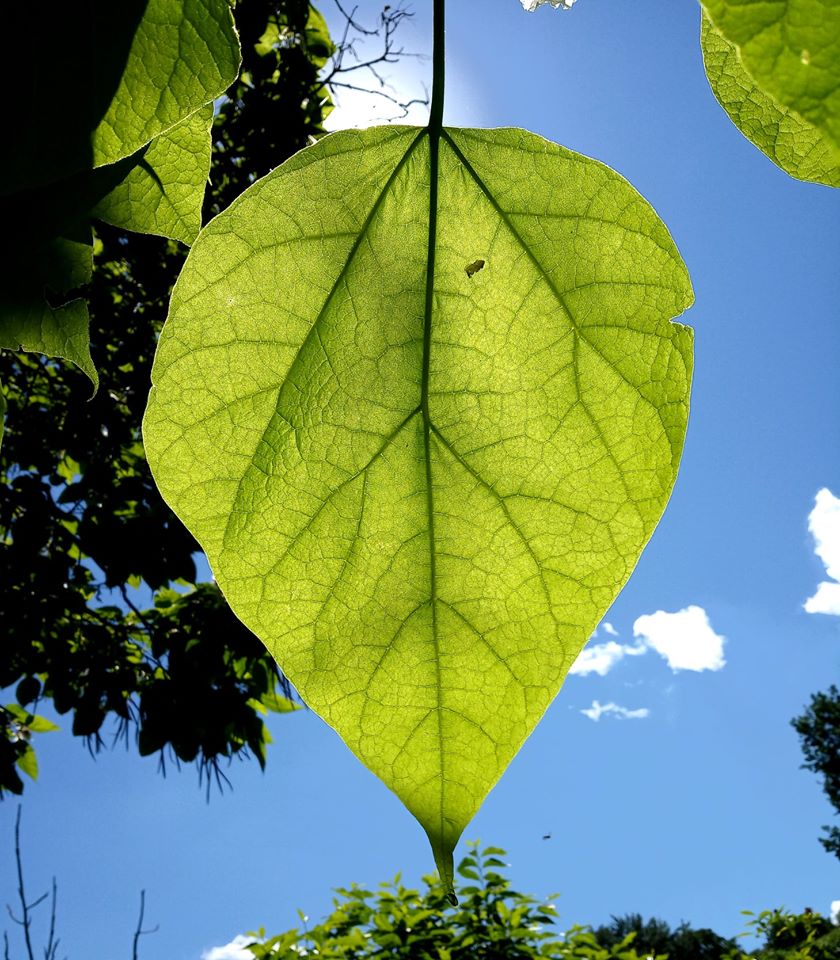 У ботанічному саду Львівського Національного університету імені Івана Франка розцвіли катальпи. Фото ботсаду