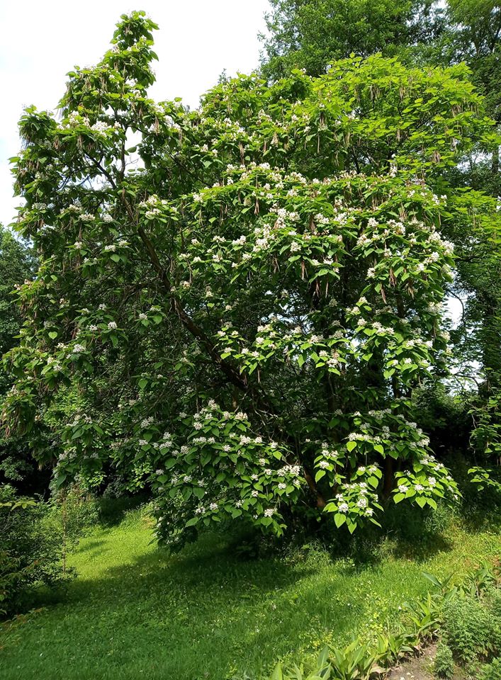 У Львові триває сезон цвітіння. Фото ботсаду