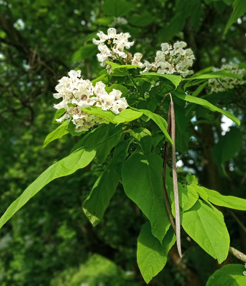 У ботанічному саду Львова квітують катальпи. Фото ботсаду
