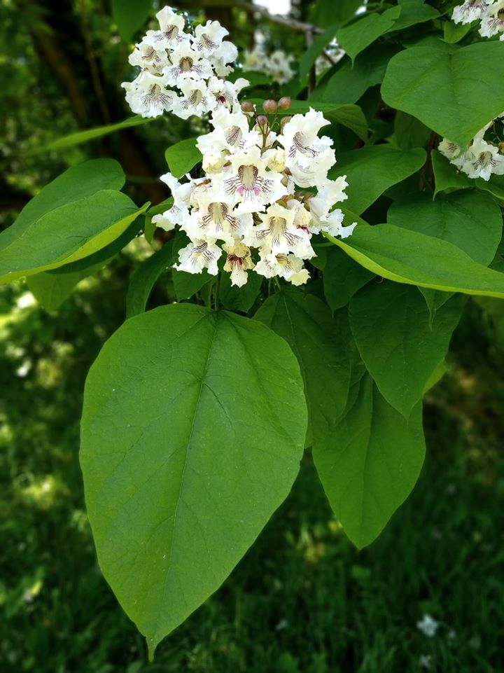 У ботанічному саду розцвіли катальпи. Фото ботсаду