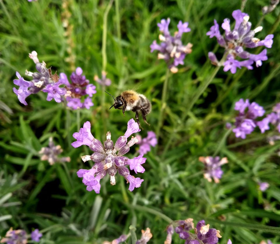 У ботанічному саду розцвіла лаванда. Фото: ботсад