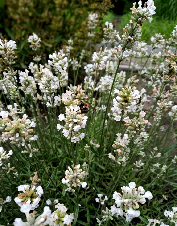 У ботанічному саду розцвіла лаванда. Фото: ботсад