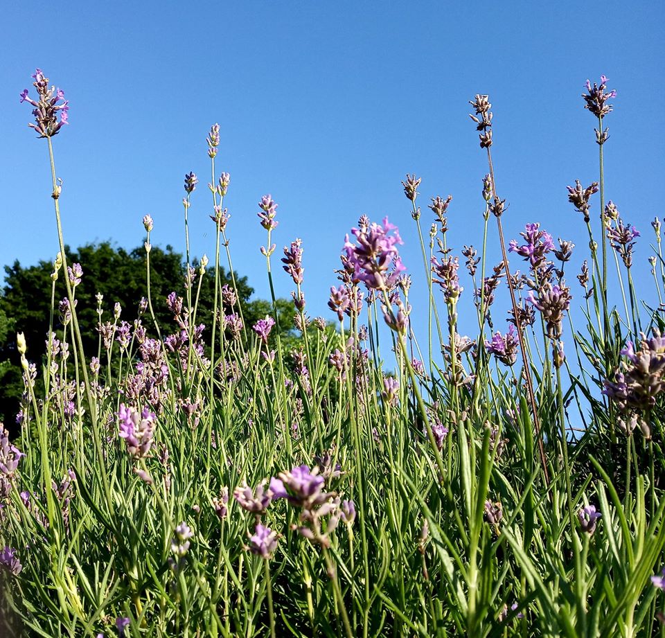 У ботанічному саду розцвіла лаванда. Фото: ботсад