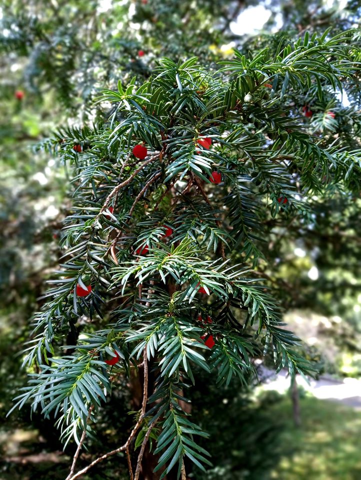 У львівському ботанічному саду унікальна рослина тис ягідний &laquo;уквітчалася&raquo; ягодами. Фото ботсаду