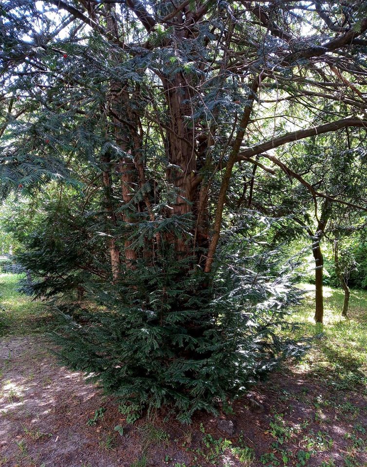 У львівському ботанічному саду унікальна рослина тис ягідний &laquo;уквітчалася&raquo; ягодами. Фото ботсаду