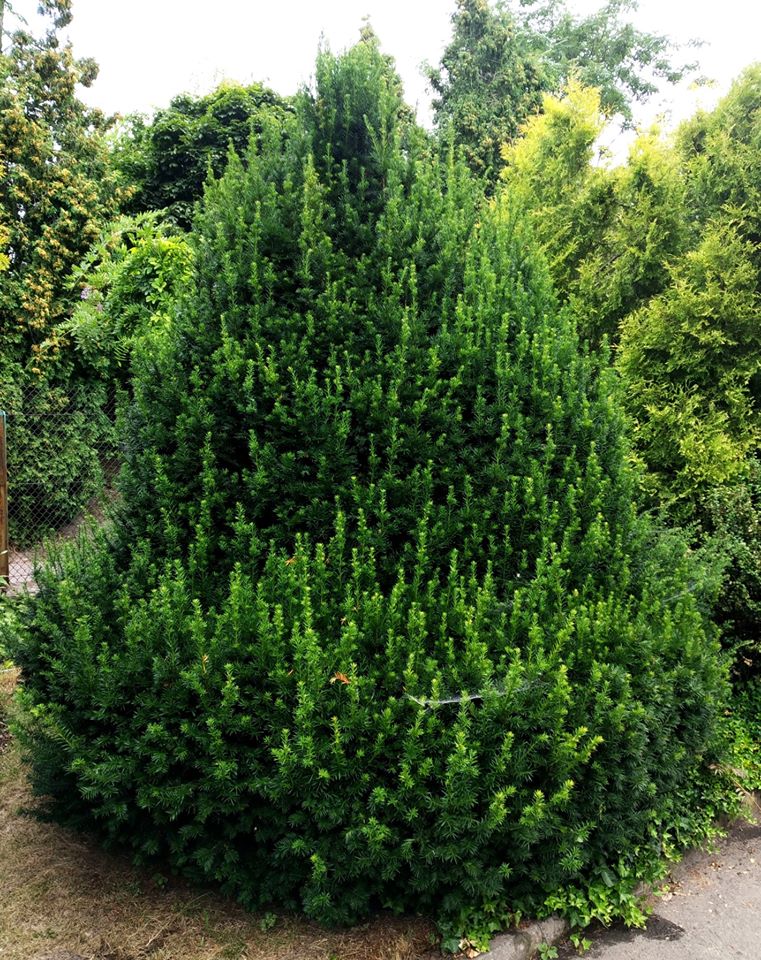 У львівському ботанічному саду унікальна рослина тис ягідний &laquo;уквітчалася&raquo; ягодами. Фото ботсаду