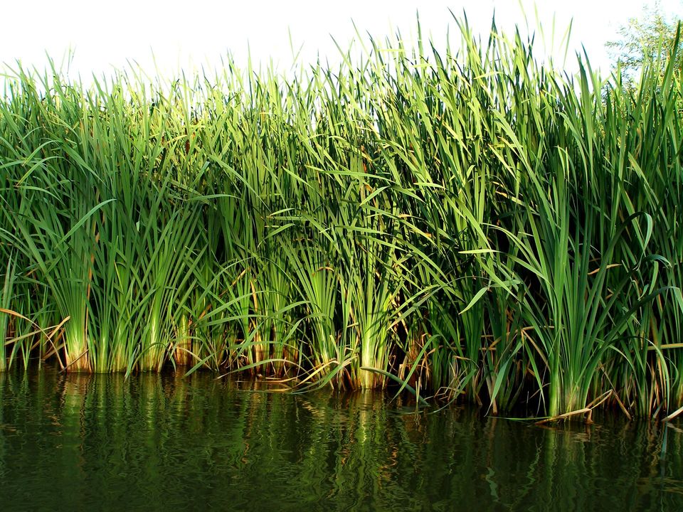 У ботанічному саду оприлюднили фото рогозу. Фото ботсаду