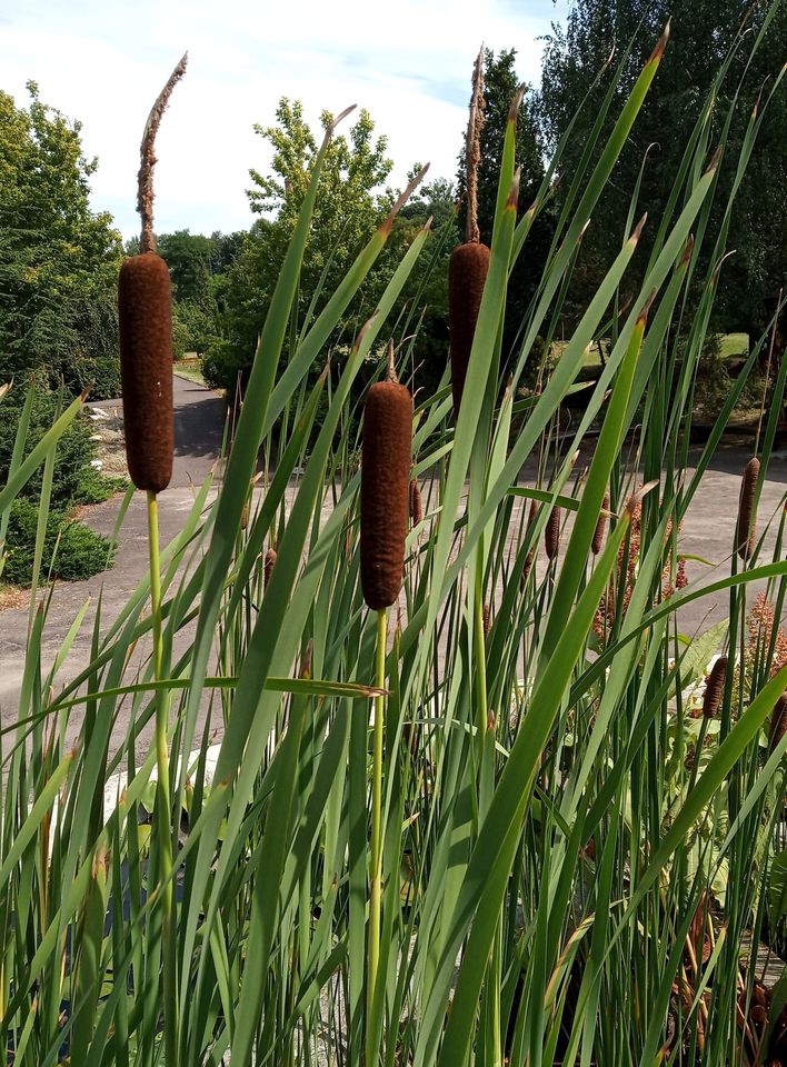 У ботанічному саду оприлюднили фото рогозу. Фото ботсаду