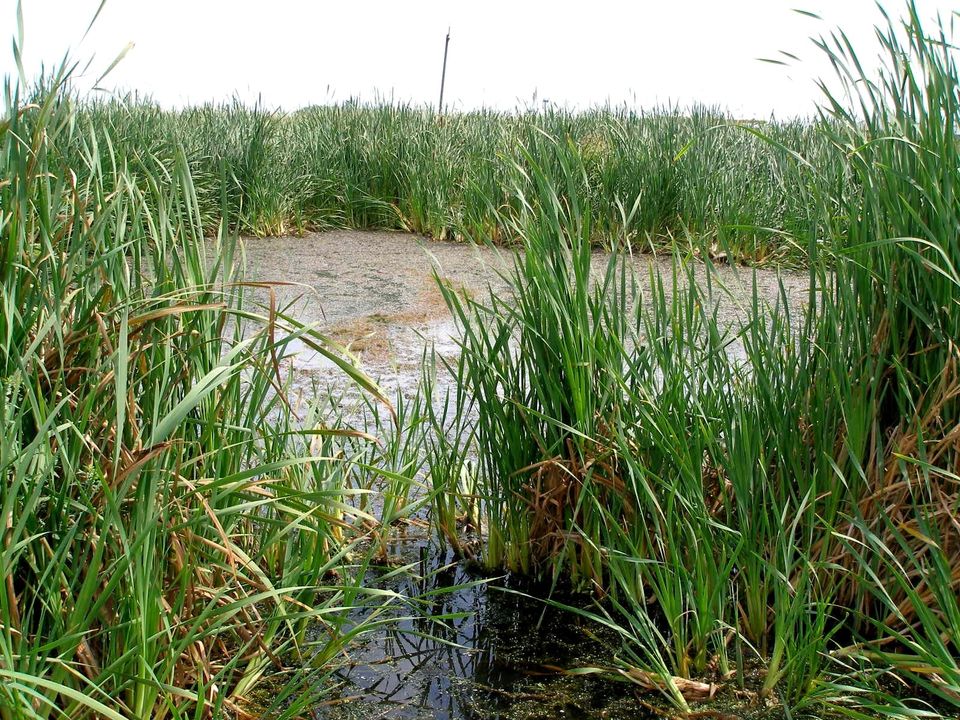 У ботанічному саду оприлюднили фото рогозу. Фото ботсаду