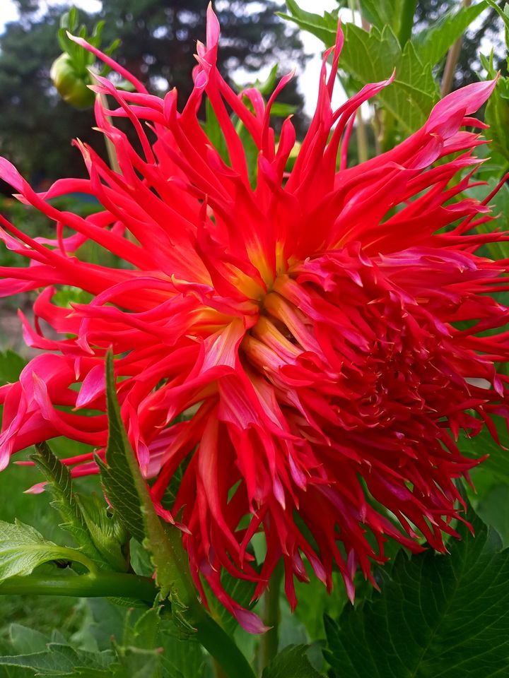 Жоржини у Львівському ботсаду. Сорт Mingus Harry. Фото: Ботанічний сад ЛНУ ім.І.Франка.