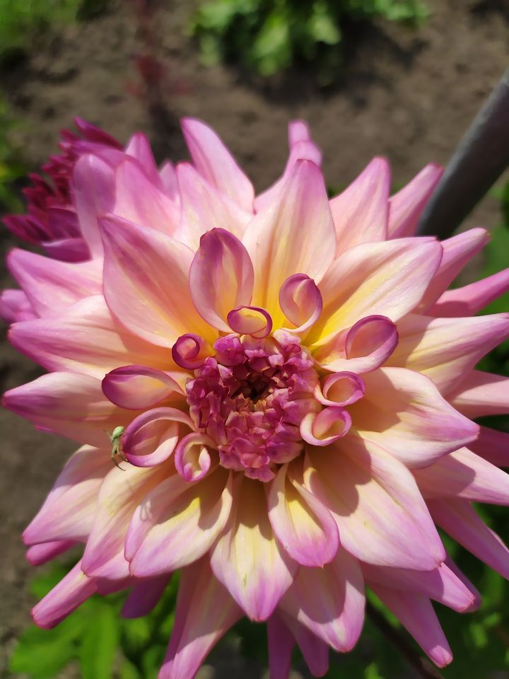 Жоржини у Львівському ботсаду. Сорт Bahama mama. Фото: Ботанічний сад ЛНУ ім.І.Франка.