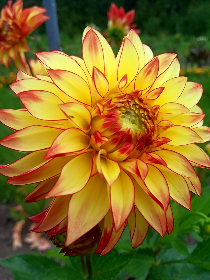 Жоржини у Львівському ботсаду. Сорт Verrone's Taylor Swift. Фото: Ботанічний сад ЛНУ ім.І.Франка.