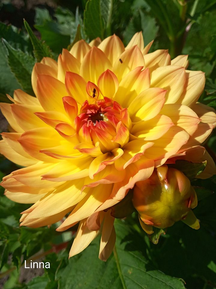 Жоржини у Львівському ботсаду. Сорт Linna. Фото: Ботанічний сад ЛНУ ім.І.Франка.