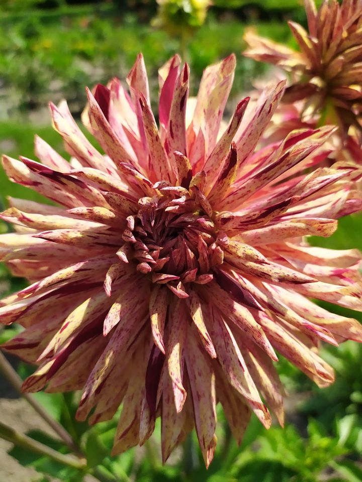 Жоржини у Львівському ботсаду. Сорт Mingus Roger. Фото: Ботанічний сад ЛНУ ім.І.Франка.