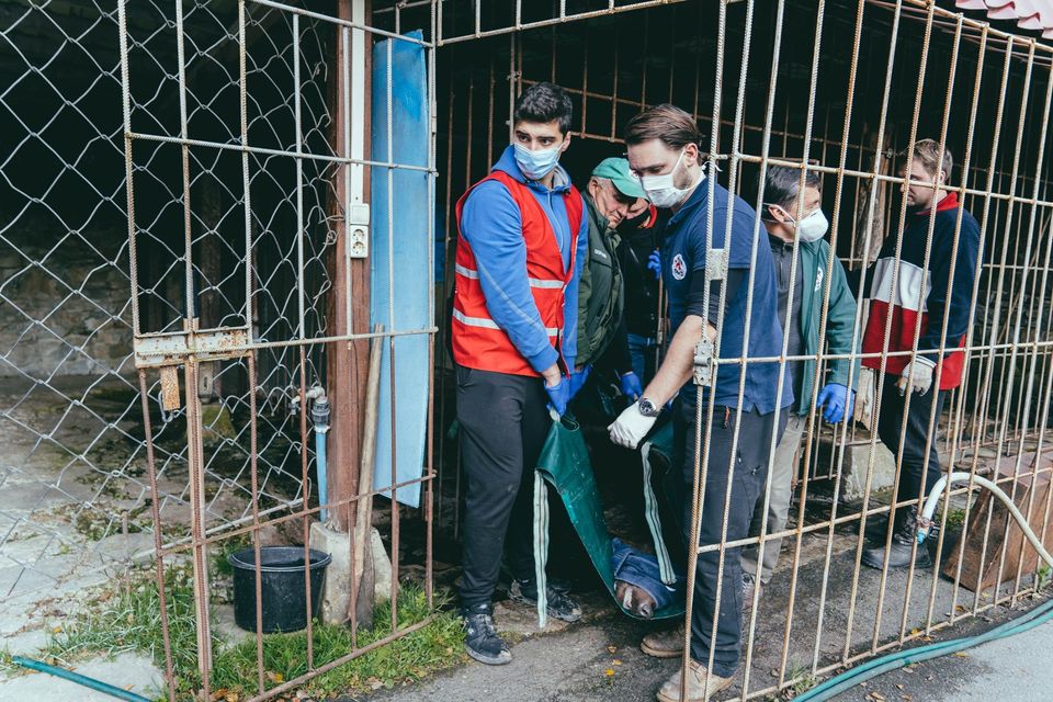 У ведмежому притулу «Домажир» біля Львова поповнення. Фото притулку