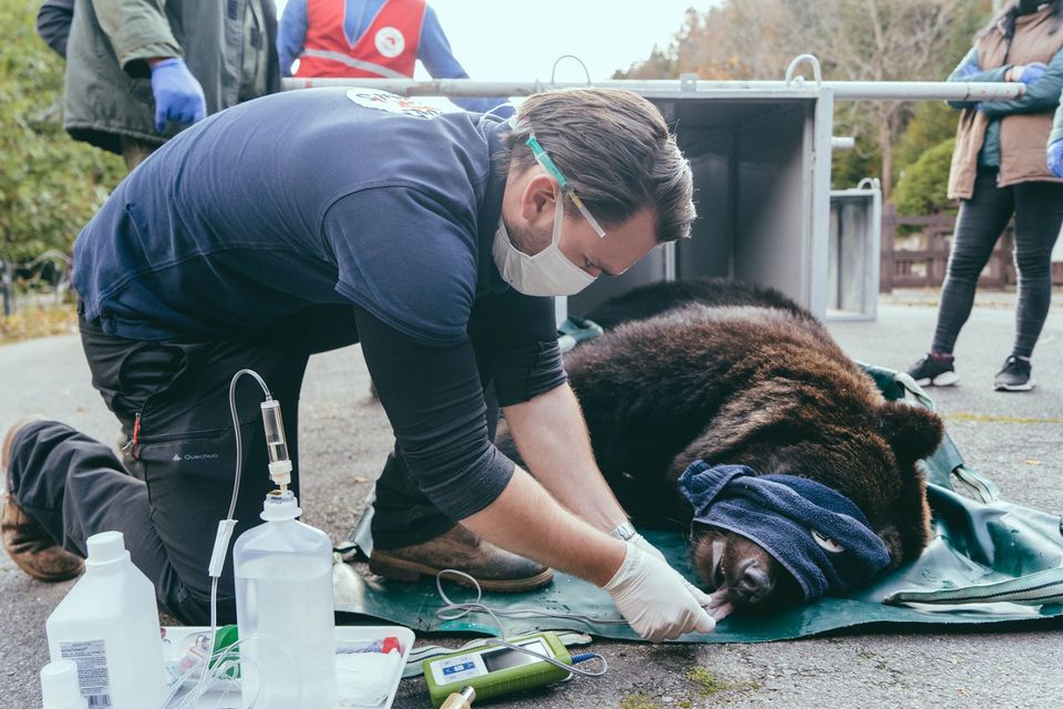 У ведмежому притулу «Домажир» біля Львова поповнення. Фото притулку
