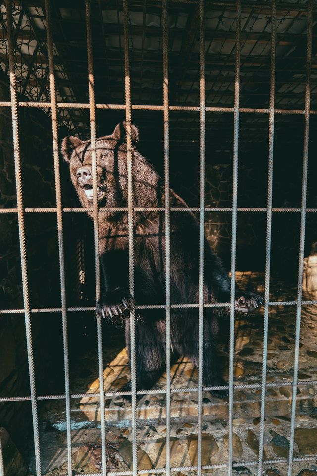 У ведмежому притулу «Домажир» біля Львова поповнення. Фото притулку