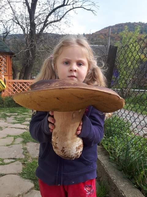 На Львівщині знайшли велетенського гриба. Фото: Галя Третяк